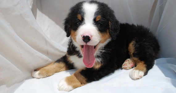 From Now we are certified web agency