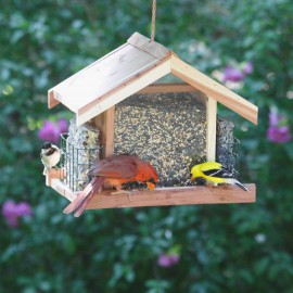 Cute Bird