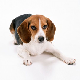Food's Dog