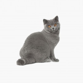 copy of Beautiful Dog